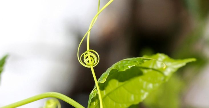 Plante en forme de clé de sol